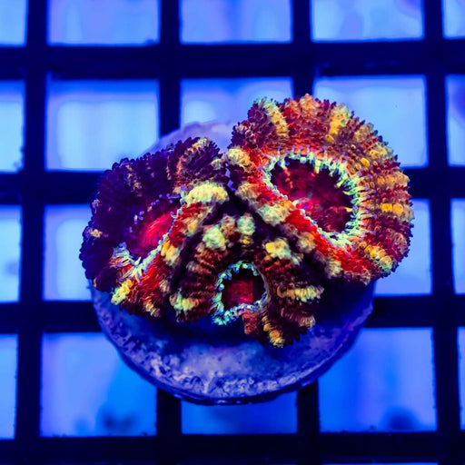 RAR Acan Frag - Reef Exclusive MA LLC