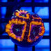 RAR Acan Frag - Reef Exclusive MA LLC