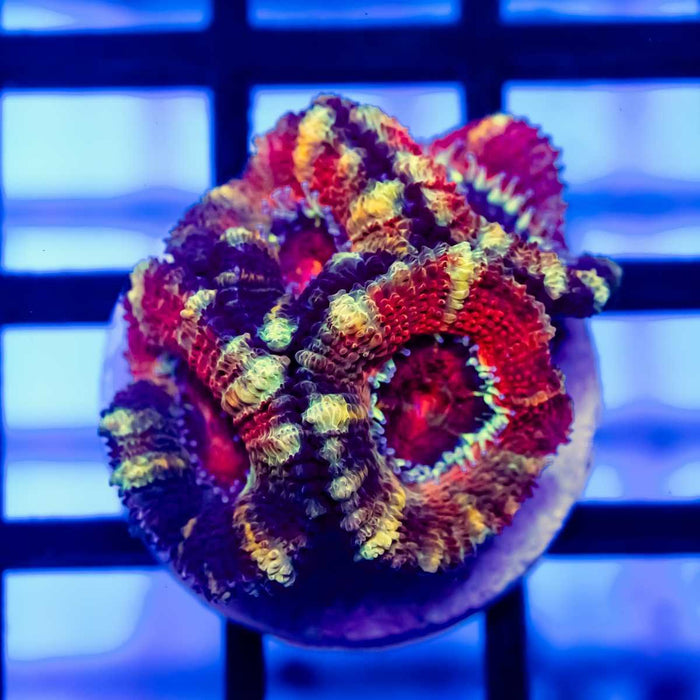 RAR Acan Frag - Reef Exclusive MA LLC