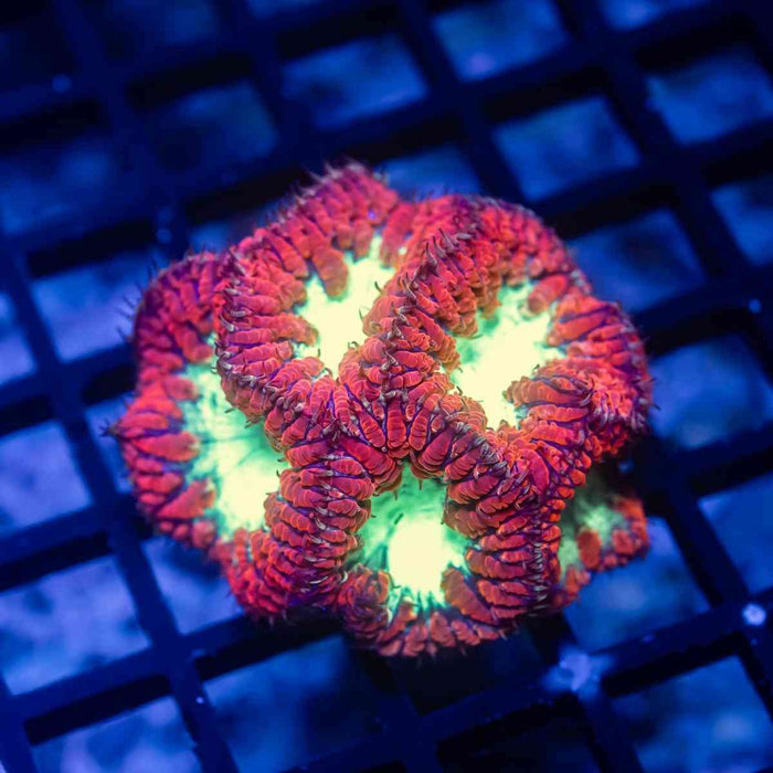 RAR Blastomussa Ultra Rainbow - Reef Exclusive MA LLC