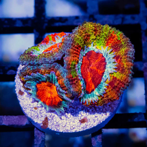 RAR Eight Colors Rainbow Acan Frag - Reef Exclusive MA LLC