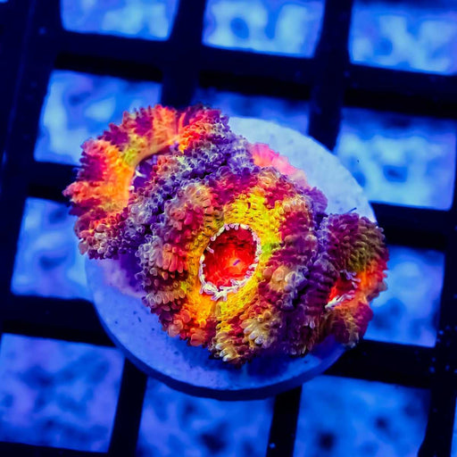 RAR Eight Colors Rainbow Acan Frag. 4 heads - Reef Exclusive MA LLC