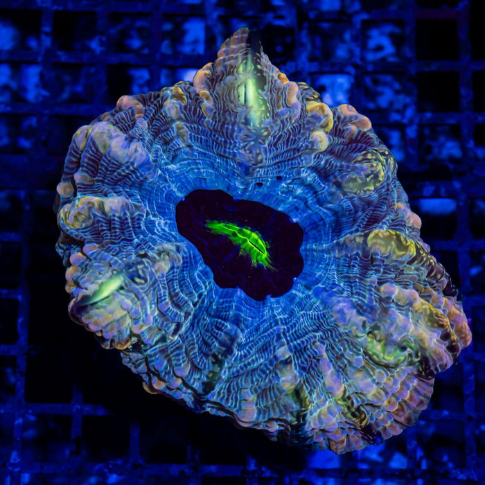 RAR Indophyllia Super Ultra - Reef Exclusive MA LLC