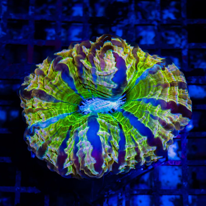 RAR Indophyllia Super Ultra - Reef Exclusive MA LLC