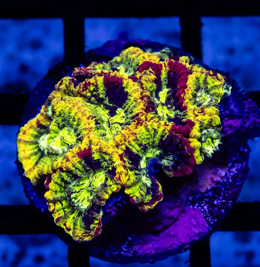 RAR Multi Rainbow Favia Frag - Reef Exclusive MA LLC