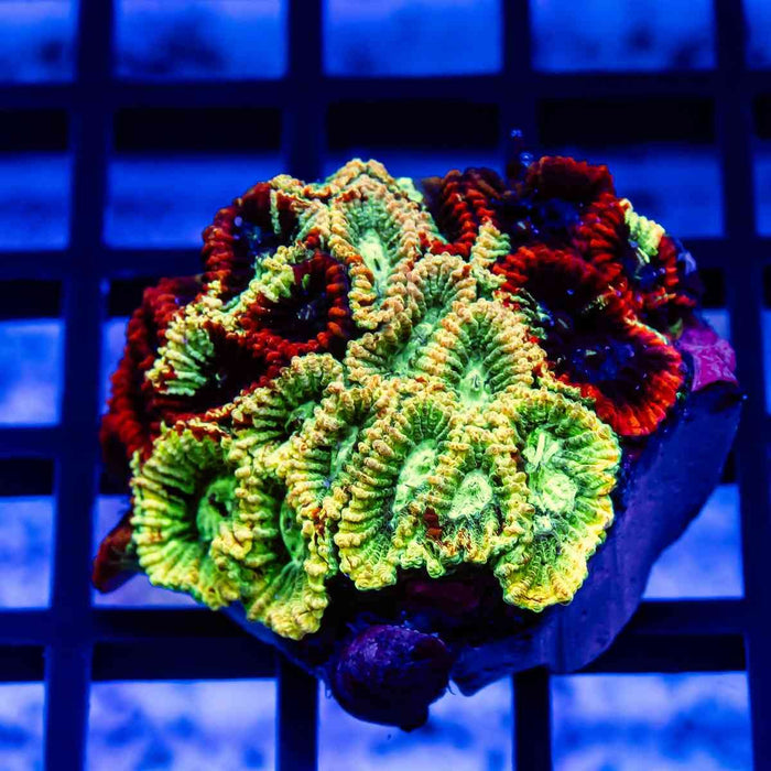 RAR Multi Rainbow Favia Frag - Reef Exclusive MA LLC