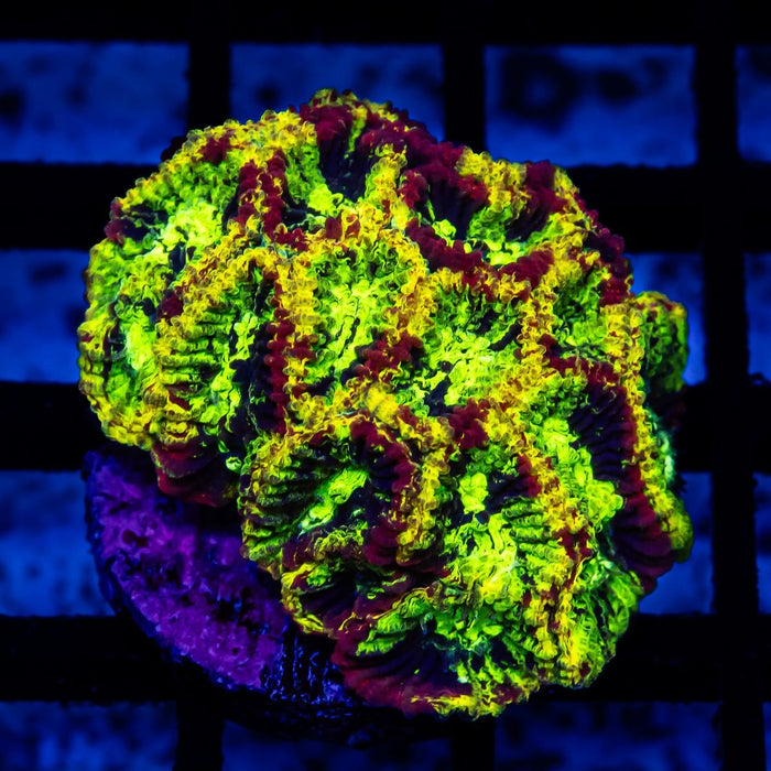 RAR Multi Rainbow Favia Frag - Reef Exclusive MA LLC