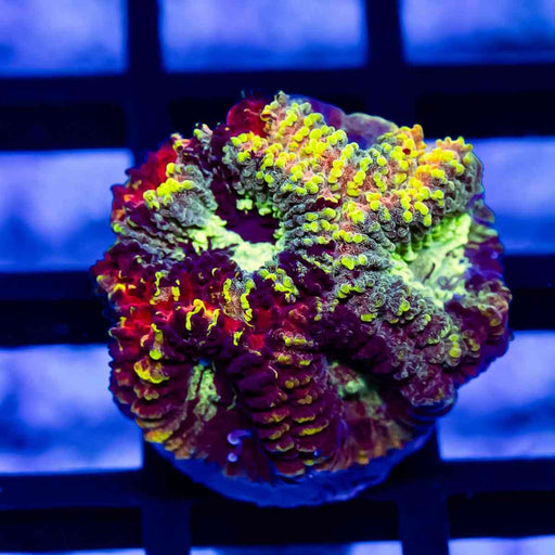 RAR Multi Rainbow Favia Frag - Reef Exclusive MA LLC