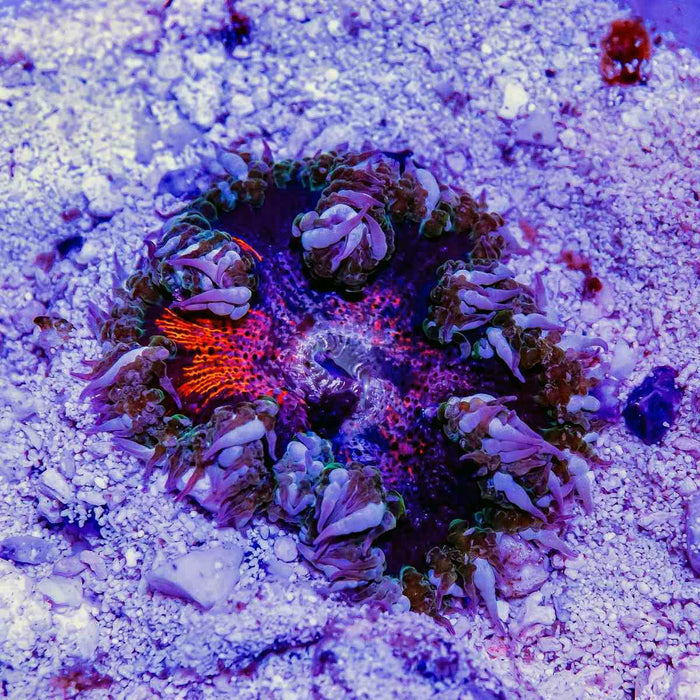 RAR Rock Flower Anemone Ultra (Domestic) - Reef Exclusive MA LLC