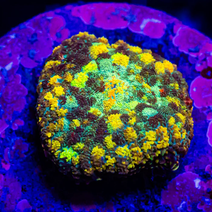 RAR Super Ultra Rhodactis - Reef Exclusive MA LLC