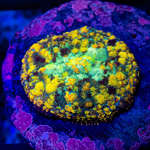 RAR Super Ultra Rhodactis - Reef Exclusive MA LLC