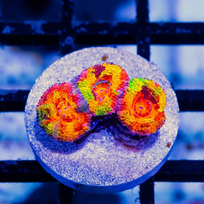 RAR Ultra Acan Frag - Reef Exclusive MA LLC