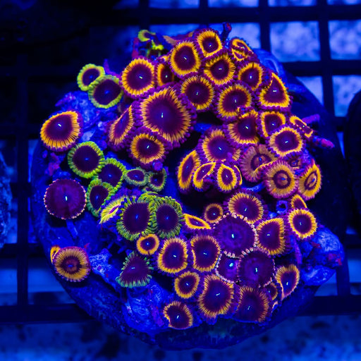 RAR Ultra Bright Mix Zoas Colony - Reef Exclusive MA LLC