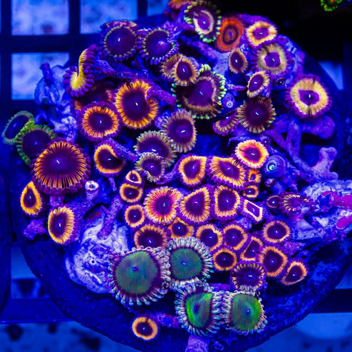 RAR Ultra Bright Mix Zoas Colony - Reef Exclusive MA LLC