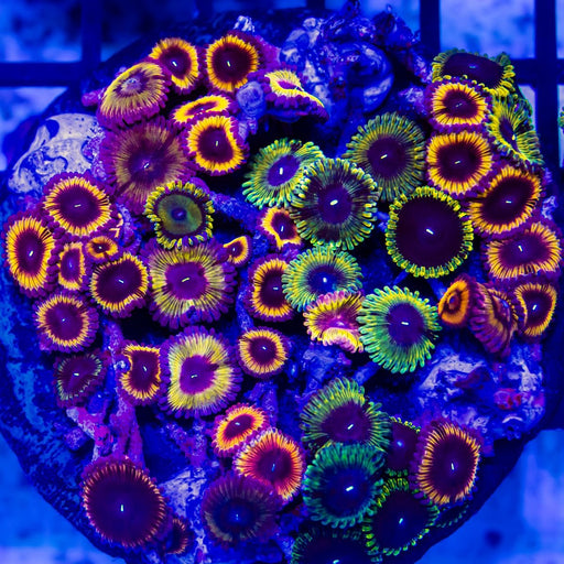 RAR Ultra Bright Mix Zoas Colony - Reef Exclusive MA LLC