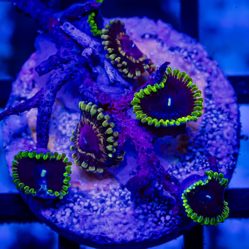 RAR Zoas - Reef Exclusive MA LLC