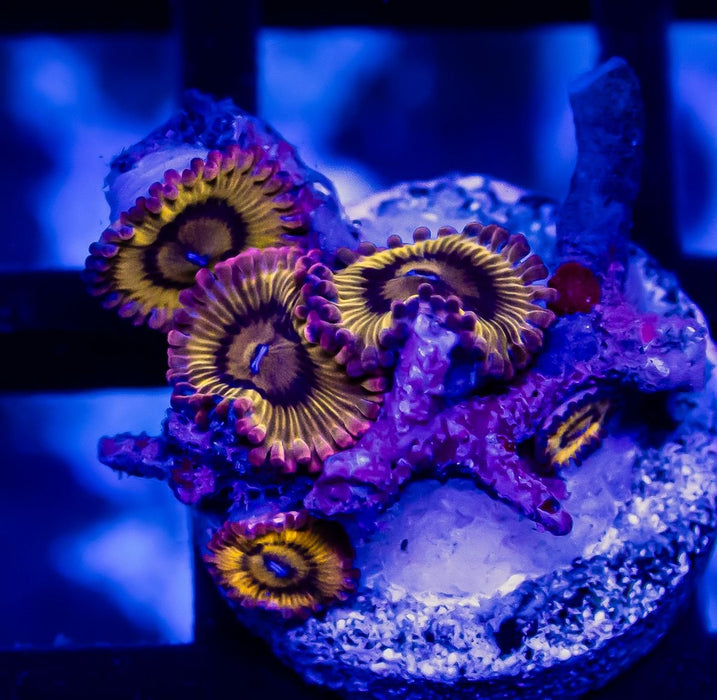 RAR Zoas - Reef Exclusive MA LLC