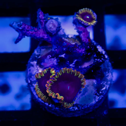 RAR Zoas - Reef Exclusive MA LLC