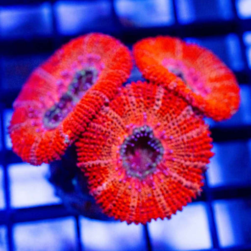 Red Acan Frag - Reef Exclusive MA LLC