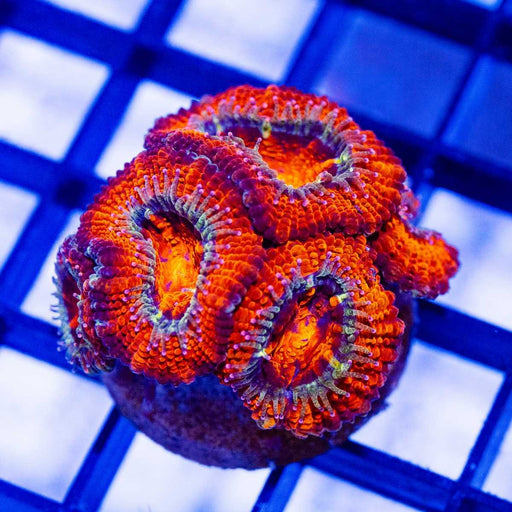 Red Acan Frag - Reef Exclusive MA LLC