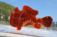 Red Angler (Antennarius sp.) - Reef Exclusive MA LLC