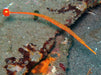 Red Banded Pipefish (Doryrhamphos Multiannulators) - Reef Exclusive MA LLC