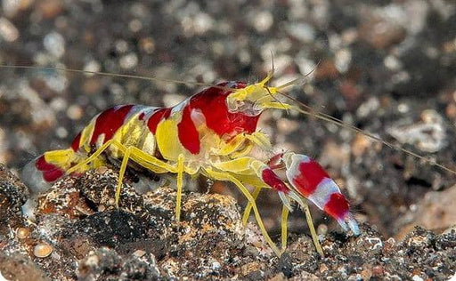 Red Banded Snapping Shrimp (Alpheus Randalli) - Reef Exclusive MA LLC