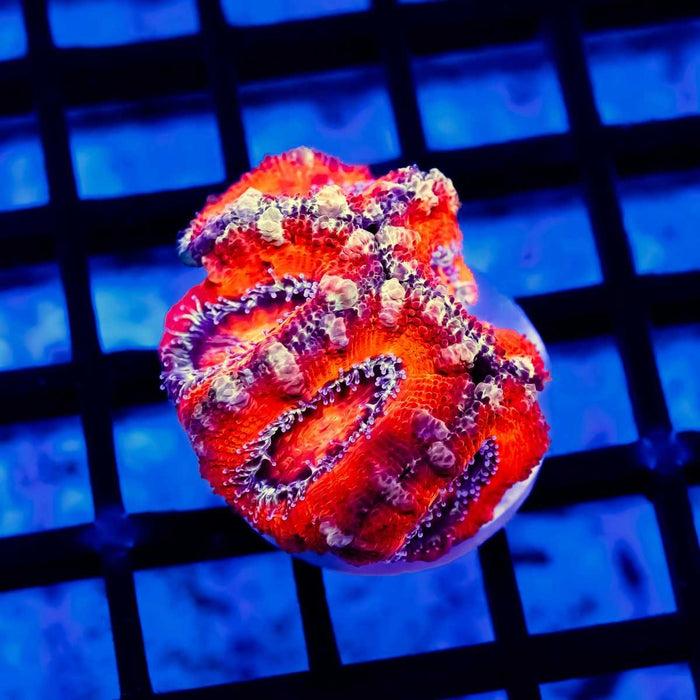 Red Big Acan Frag - Reef Exclusive MA LLC