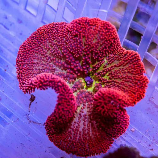 Red Carpet Anemone Size 3,5 inches - Reef Exclusive MA LLC