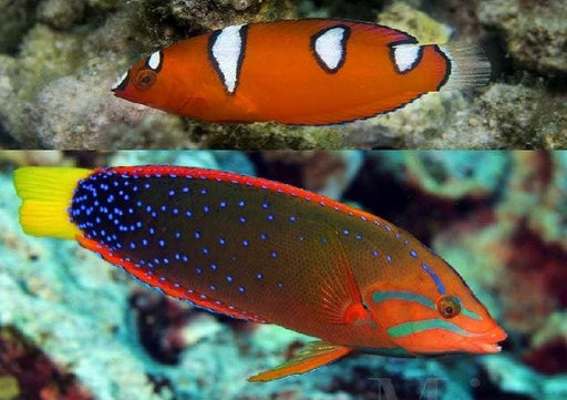 Red Coris Wrasse (Coris Gaimard) - Reef Exclusive MA LLC