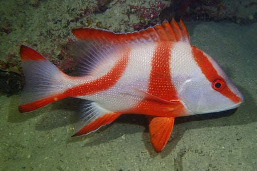 Red Emperor Snapper (Lutjanus Sebae) - Reef Exclusive MA LLC