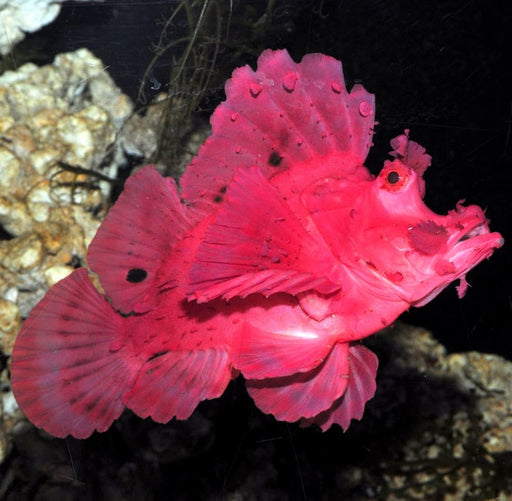 Red Eschmeyer’s Scorpionfish (Rhinopias Eschmeyeri) - Reef Exclusive MA LLC