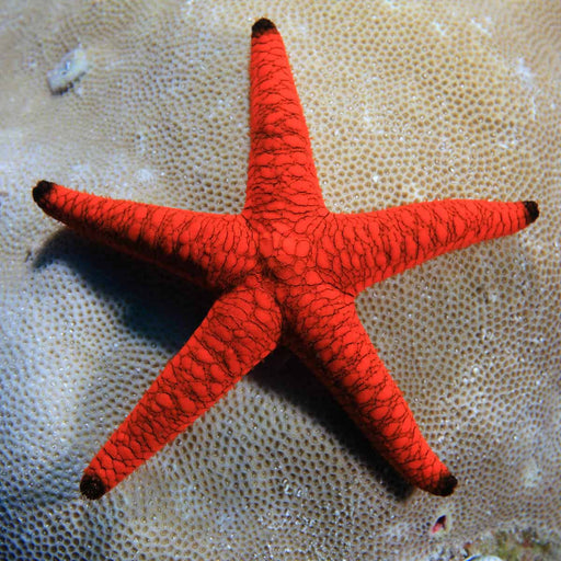 Red Fromia Starfish - Reef Exclusive MA LLC