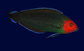 Red Head Wrasse (Halichoeres Rubricephalus) - Reef Exclusive MA LLC