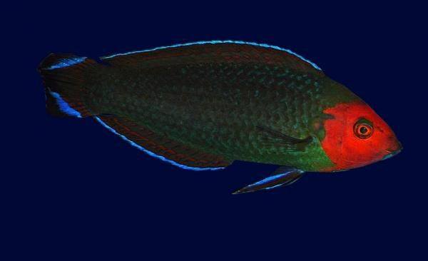 Red Head Wrasse (Halichoeres Rubricephalus) - Reef Exclusive MA LLC