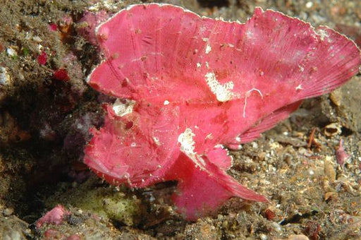 Red Leaf Scorpionfish (Taenianotus Triacanthus) - Reef Exclusive MA LLC