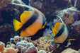 Red Sea Bannerfish (Heniochus Intermedius) - Reef Exclusive MA LLC