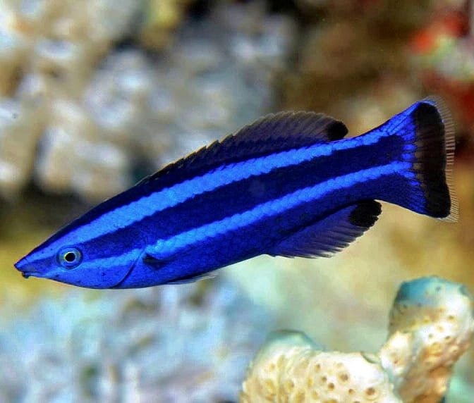 Red Sea Four Line Cleaner Wrasse (Larabicus quadrilineatus) - Reef Exclusive MA LLC