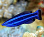 Red Sea Four Line Cleaner Wrasse (Larabicus quadrilineatus) - Reef Exclusive MA LLC