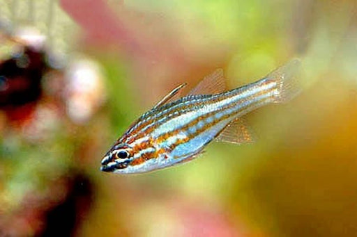 Red - Striped Cardinal (Apogon Margaritophorus) - Reef Exclusive MA LLC