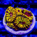 Red Yellow Purple Favia - Reef Exclusive MA LLC