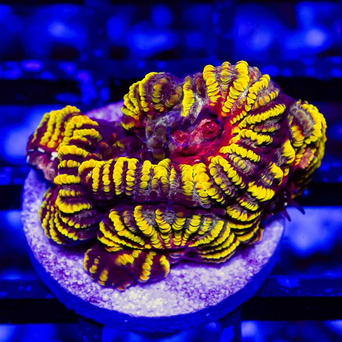 Red Yellow Purple Favia - Reef Exclusive MA LLC