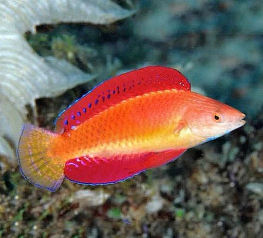 Redfin Wrasse (Cirrhilabrus rubripinnis) Male - Reef Exclusive MA LLC