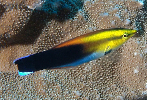 Redlip Cleaner Wrasse (Labroides rubrolabiatus) - Reef Exclusive MA LLC