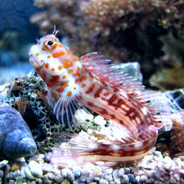 Redspotted Blenny (Istiblennius Chrysospilos) - Reef Exclusive MA LLC