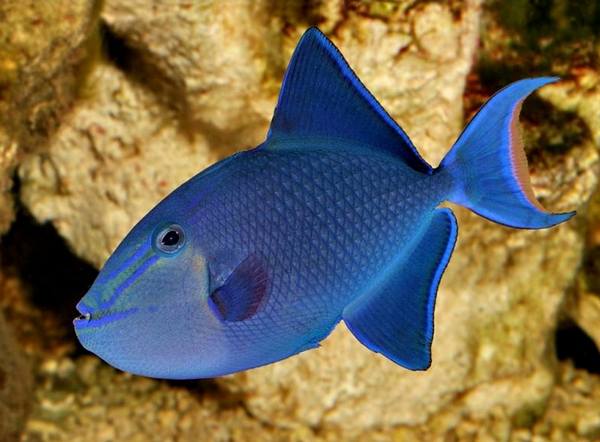 Redtoothed Triggerfish (Odonus Niger) - Reef Exclusive MA LLC