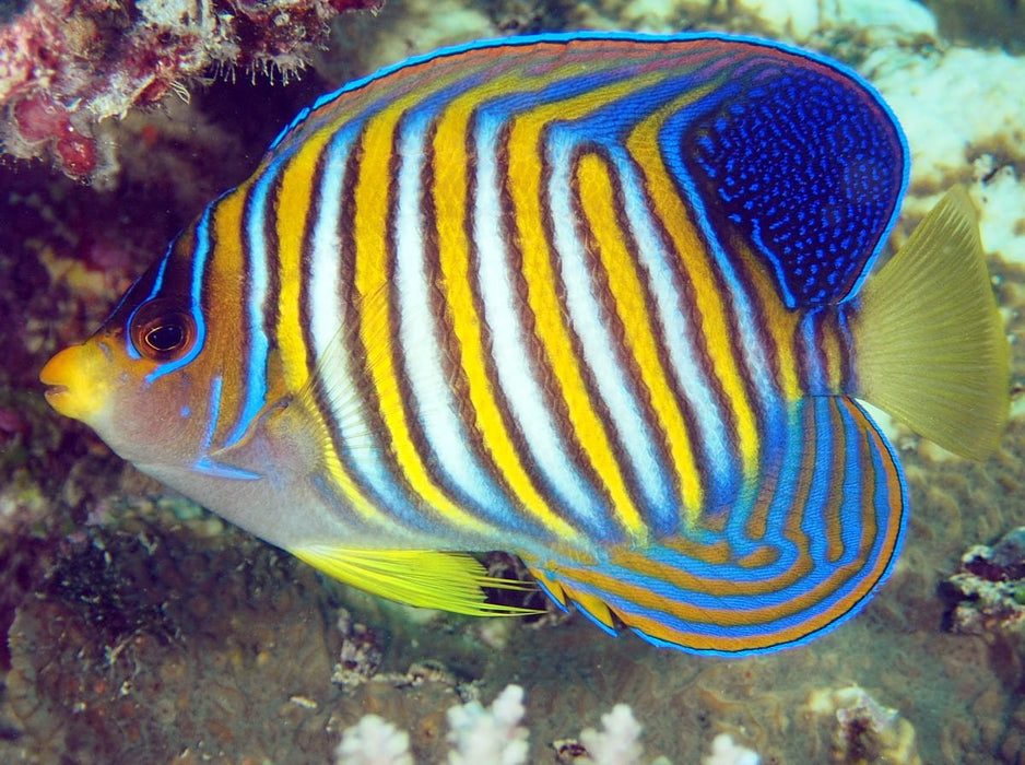 Regal Angelfish (Pygoplites Diacanthus) White belly - Reef Exclusive MA LLC