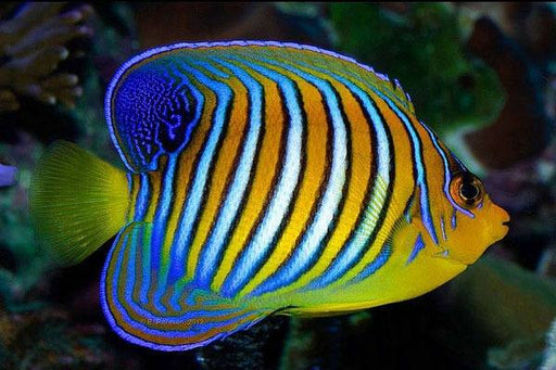 Regal Angelfish (Pygoplites Diacanthus) Yellow belly. Bali Aquarich - Reef Exclusive MA LLC