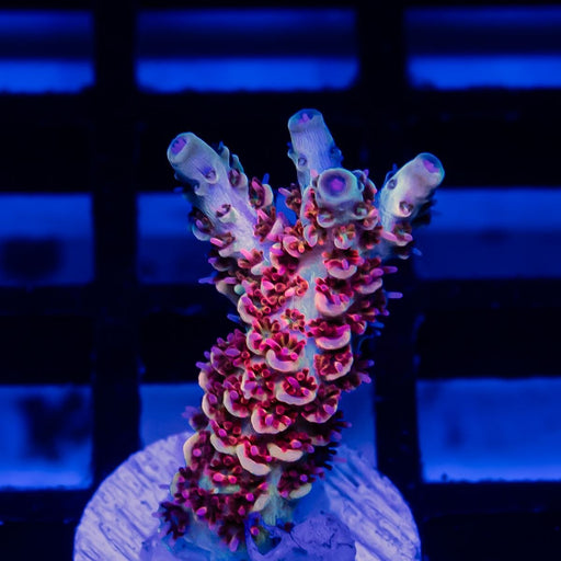 REx Apache Quadricolor - Reef Exclusive MA LLC