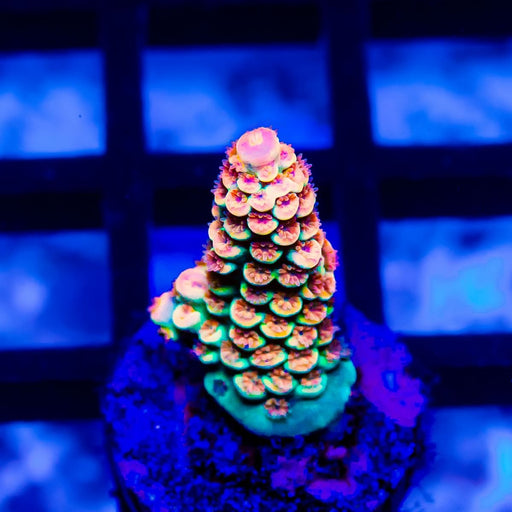 REx Rainbow Crazy Guy - Reef Exclusive MA LLC